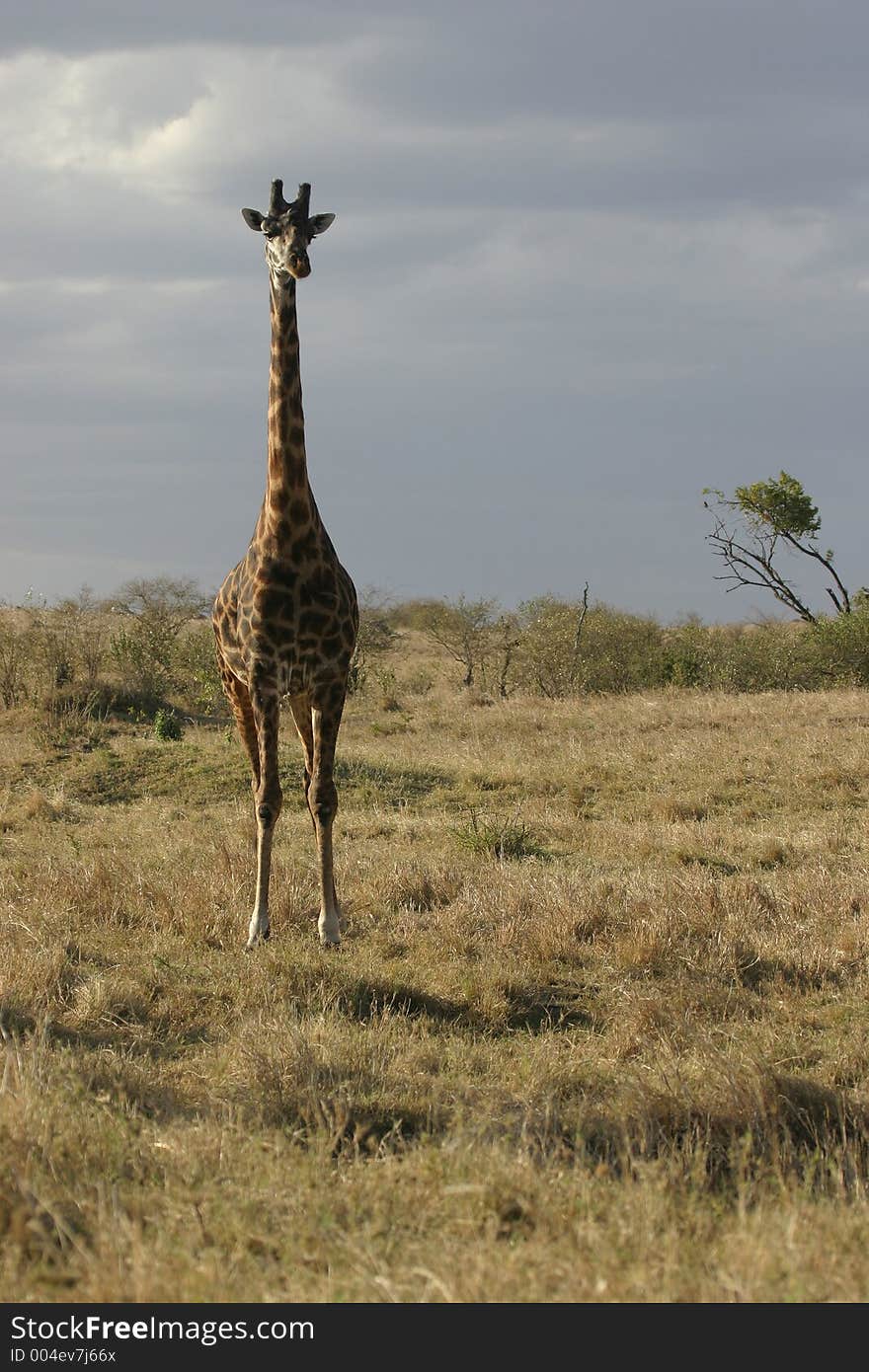 Giraffe in open savanna