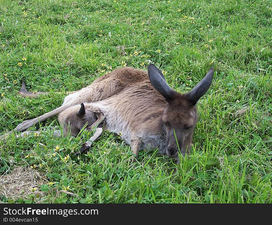 Kangaroo and joey, australia. Kangaroo and joey, australia