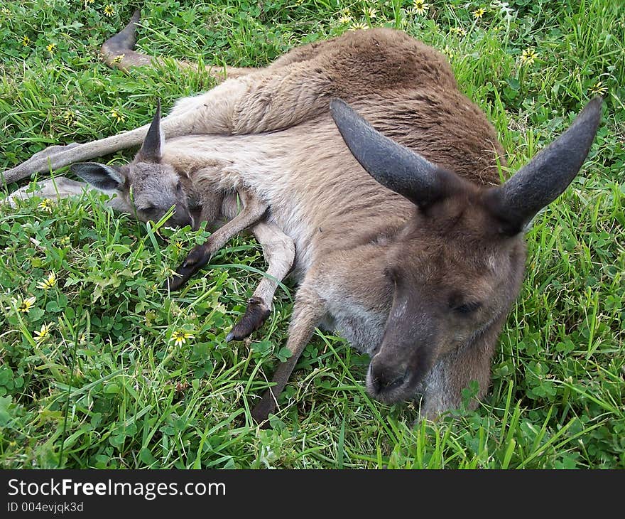 Kangaroo and joey, australia. Kangaroo and joey, australia