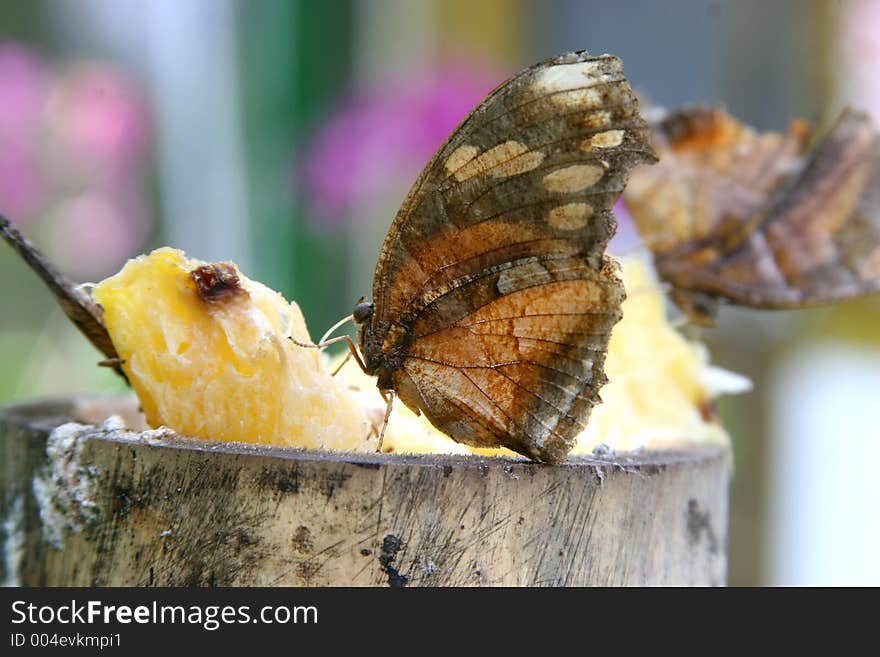 A brown butterfly feeding. A brown butterfly feeding