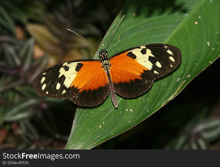 Nocturnal butterfly seen in a tropical rainforest in Central America. Nocturnal butterfly seen in a tropical rainforest in Central America