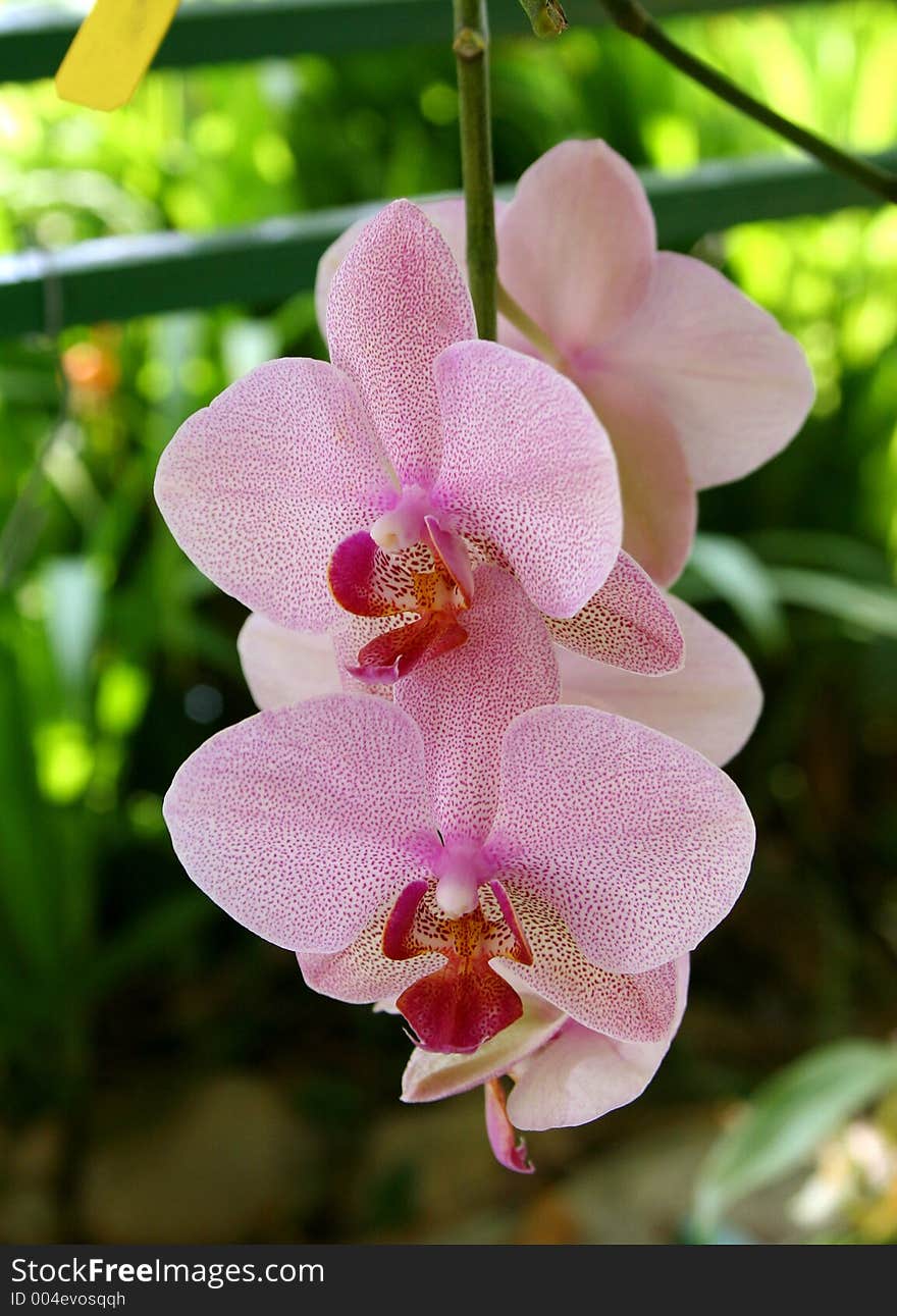 Pink dotted phalaenopsis orchid