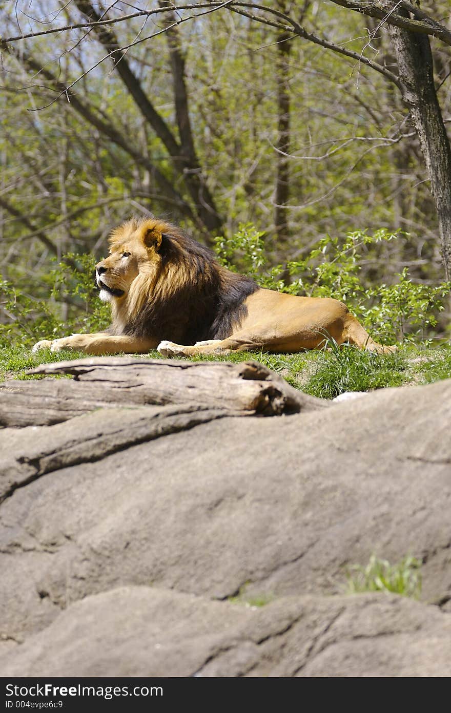 Lion Resting with Copy Space