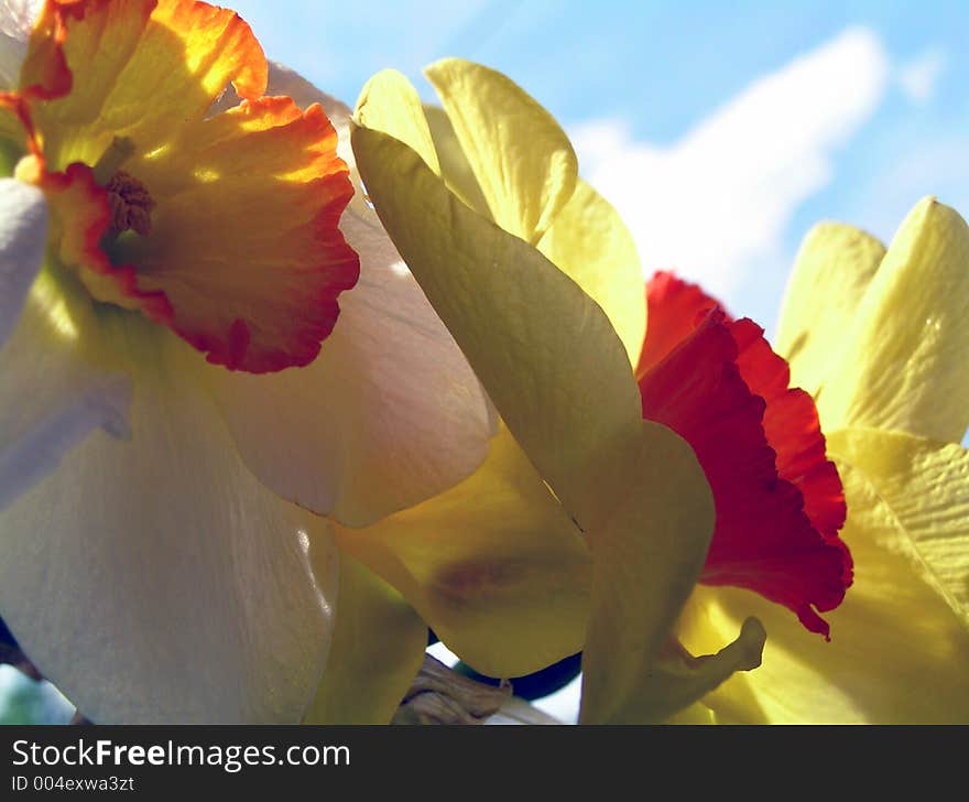 Springtime in my garden. Springtime in my garden