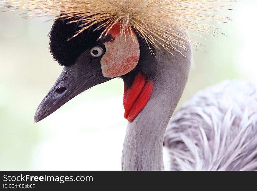 America Crown Crane