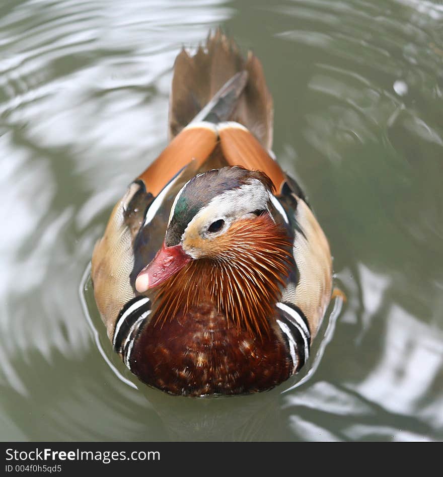 Mandarin duck on water.