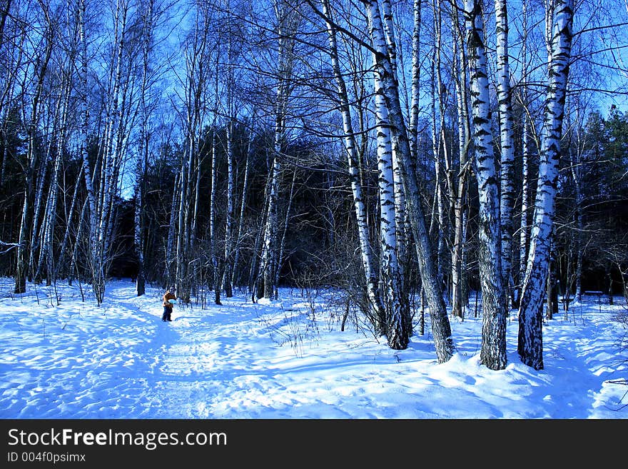 Walk in a winter wood. A birchwood in a snow. Walk in a winter wood. A birchwood in a snow.