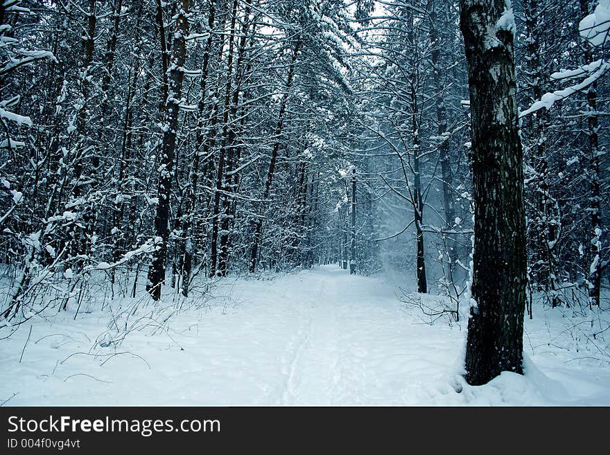 Winter day in a wood. Winter day in a wood.