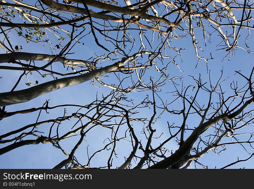 View from below some dead trees. View from below some dead trees