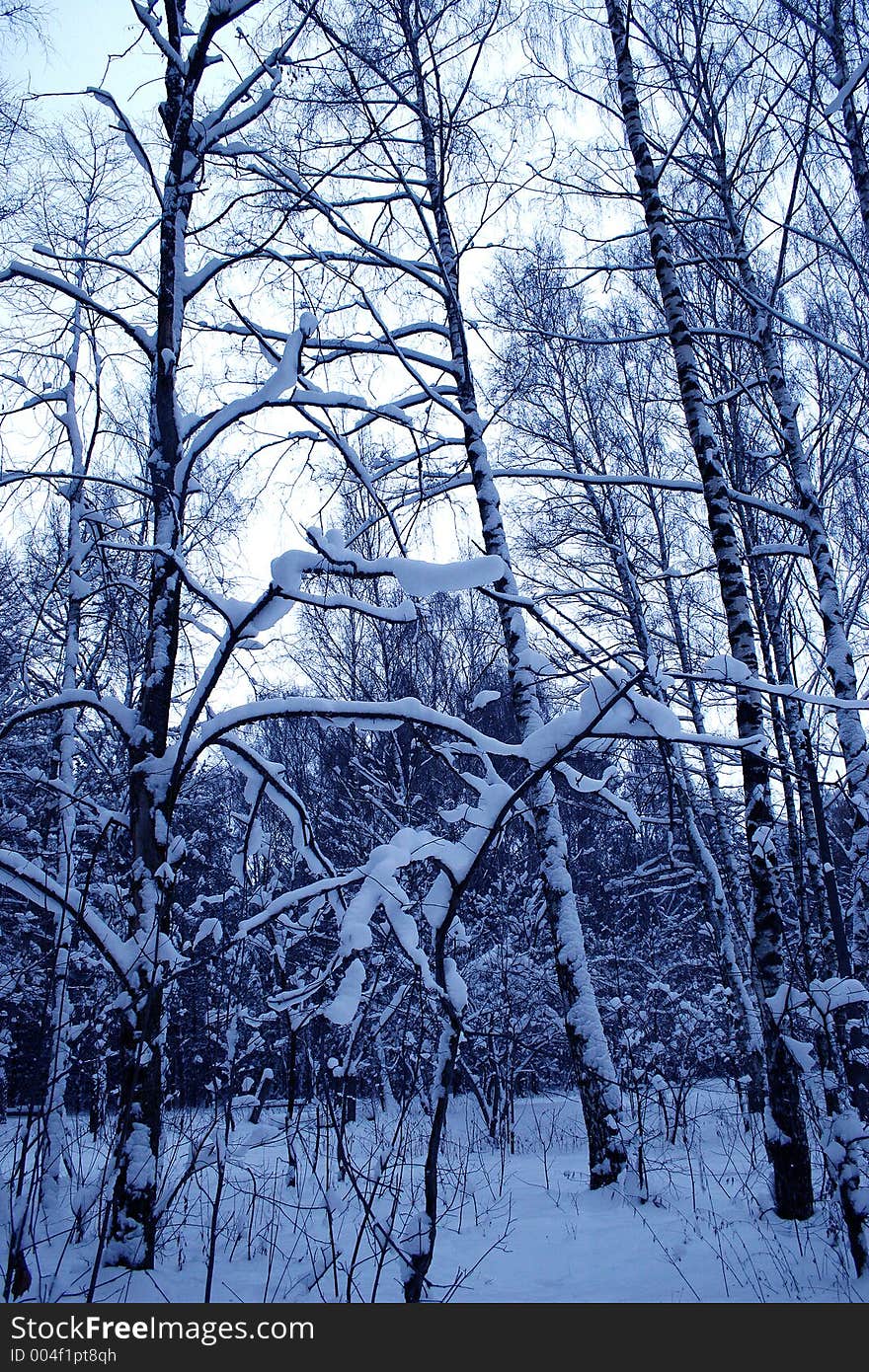 Winter day in a wood. Winter day in a wood.