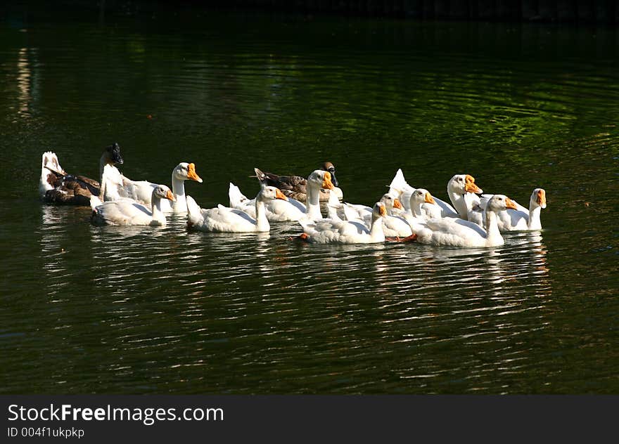 Geese in a pond 1