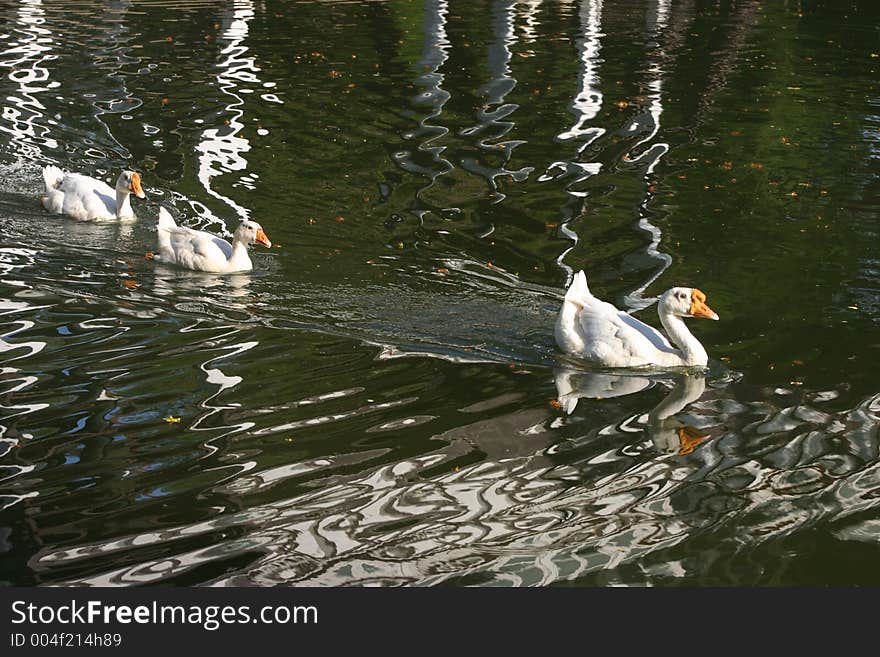 Geese reflections