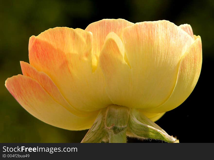 Ranunculus close up