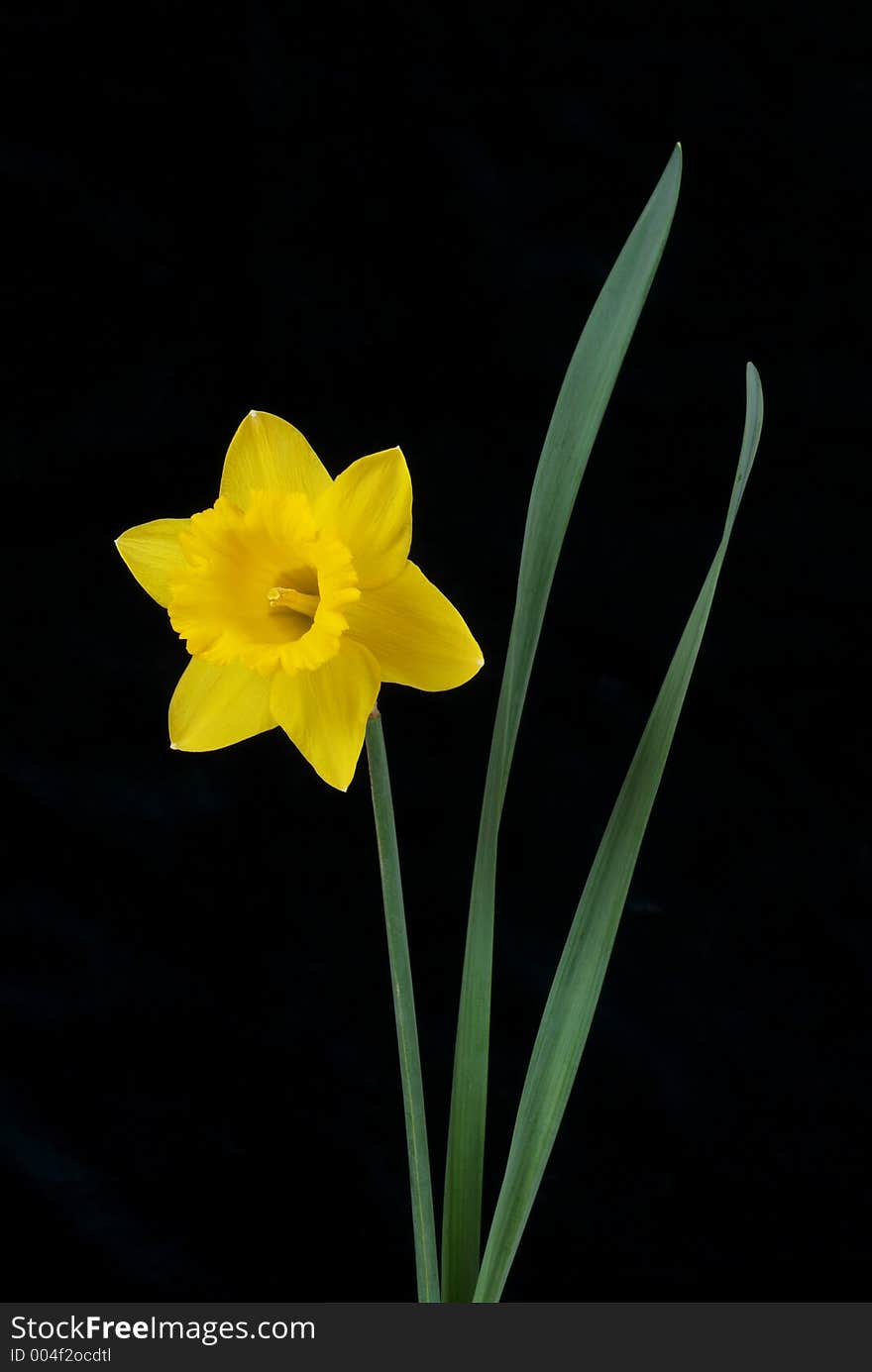 A studio image of a single daffodil. A studio image of a single daffodil.