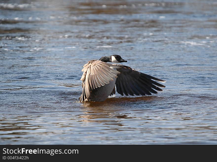 Goose on water 3