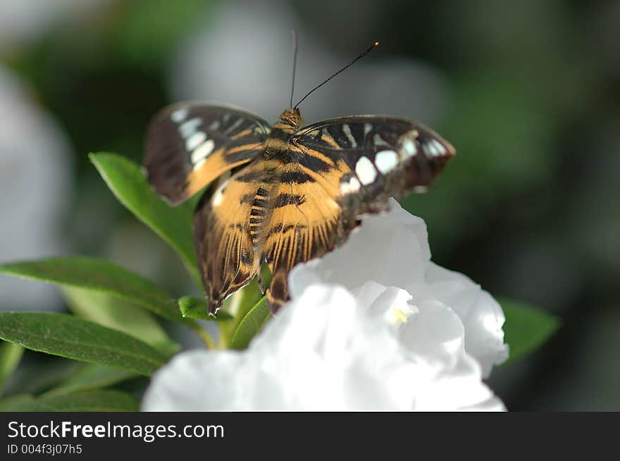 Clipper (parthenos sylvia) on white flower close-up