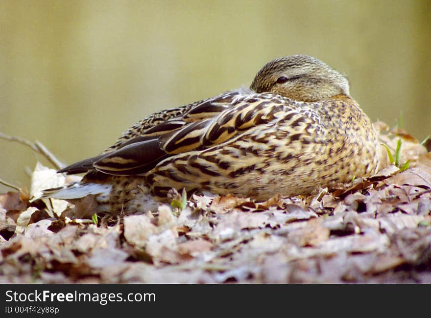 Tired duck in Leipzig, Germany.