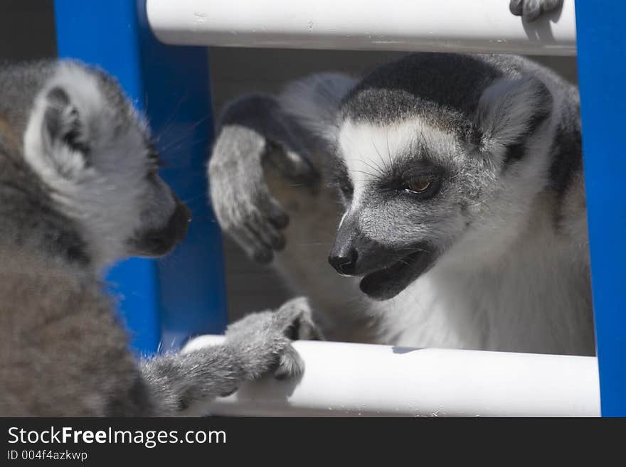 2 lemurs hanging out and chatting. 2 lemurs hanging out and chatting