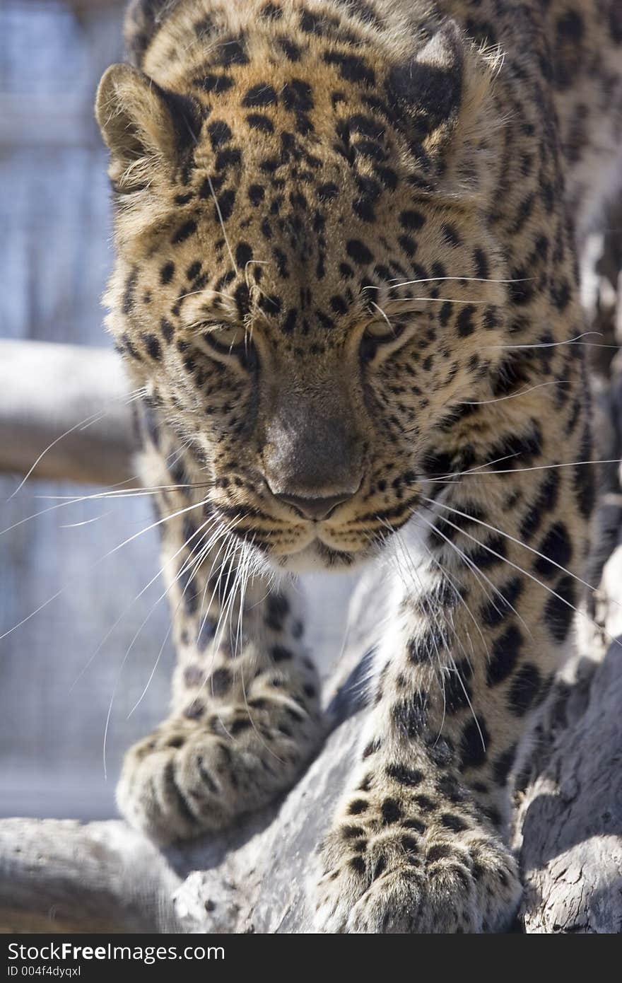 Amur Leopard