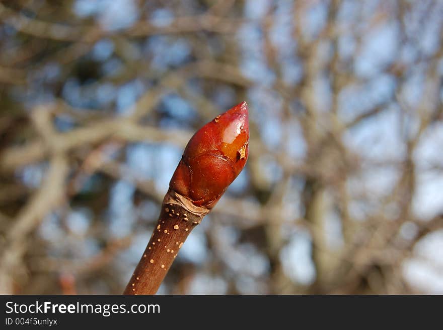 Branch of a chestnut. Branch of a chestnut