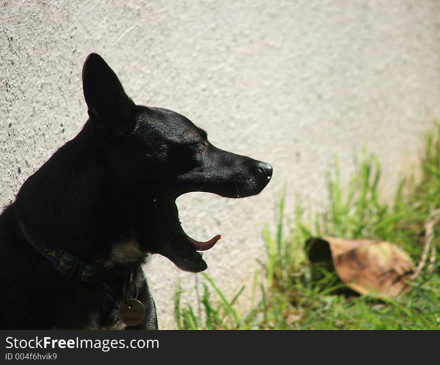 Yawning black dog