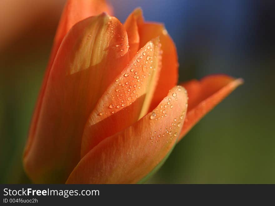 Tulip with Morning Dew. Tulip with Morning Dew