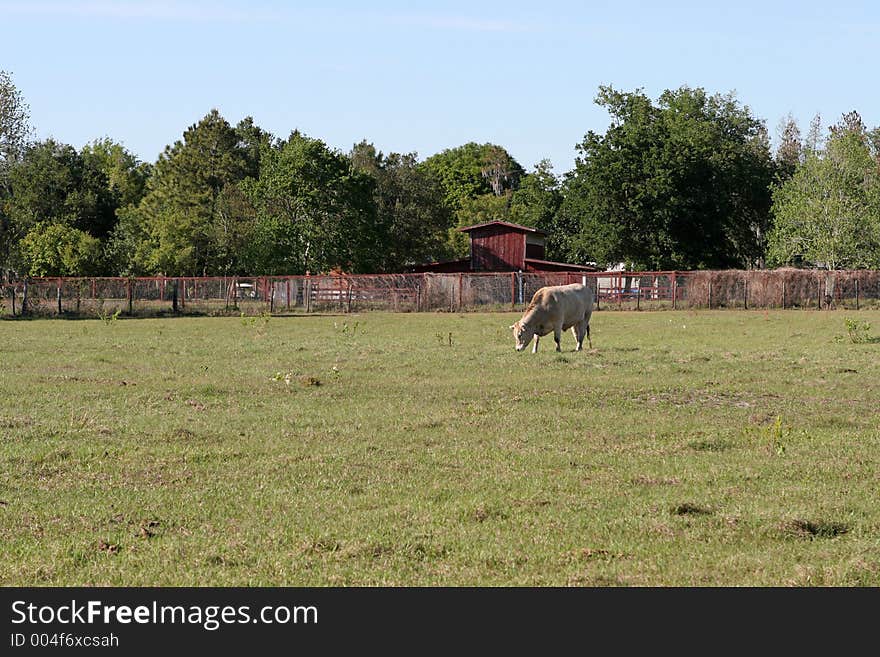 Farm Life Background - Cow