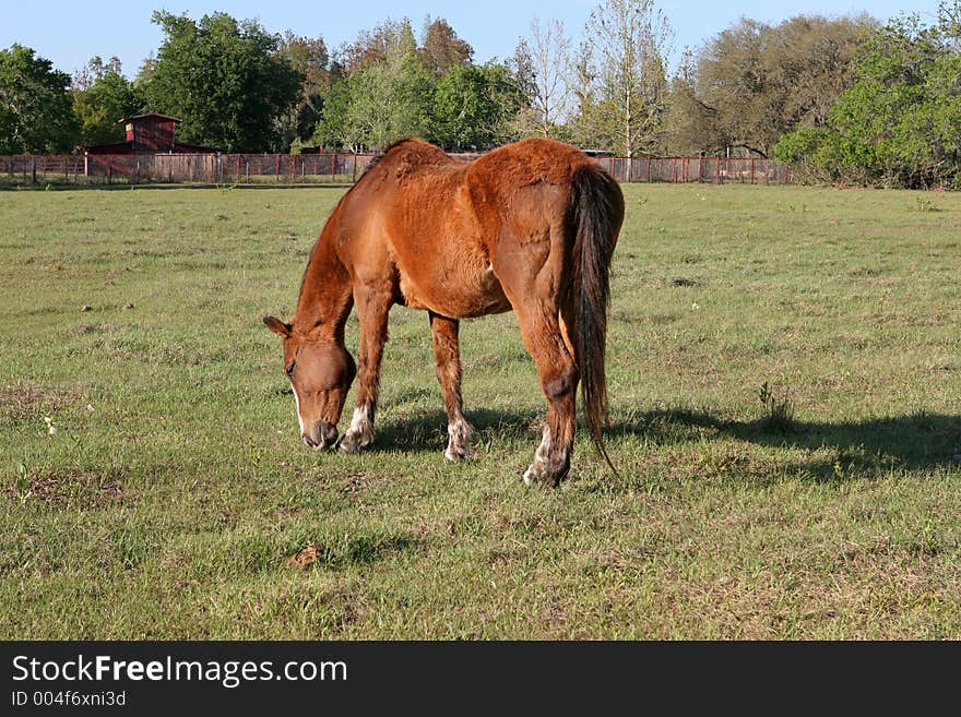 A beautiful horse grazing in a field on a farm with a red barn in the background. A beautiful horse grazing in a field on a farm with a red barn in the background.