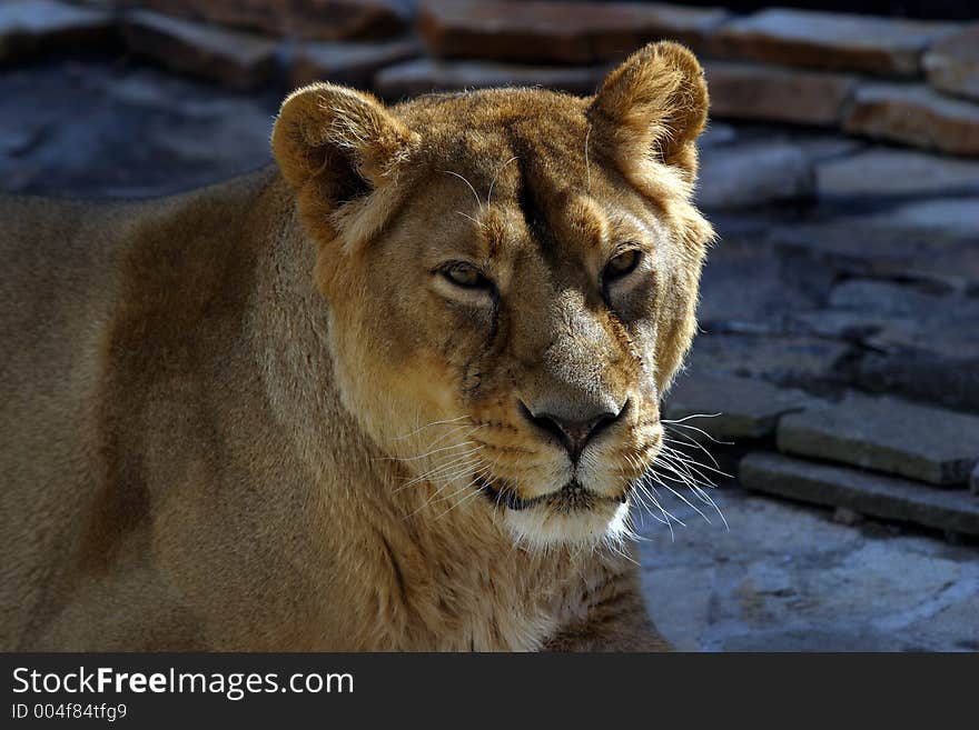 Portrait of the Lioness covered by the sun