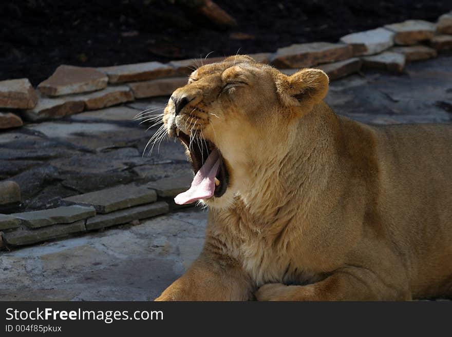 The image of yawning lioness. The image of yawning lioness