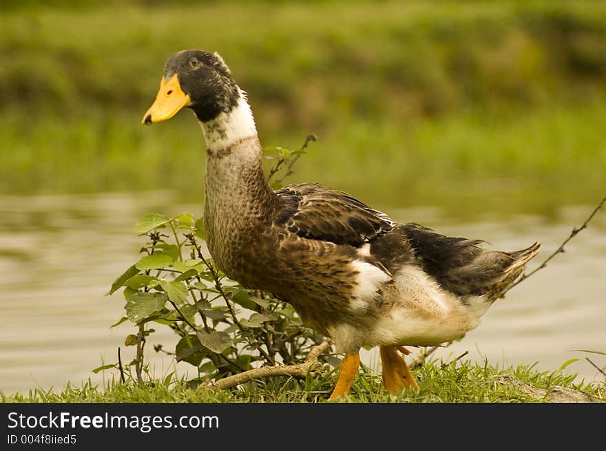 Brown Duck