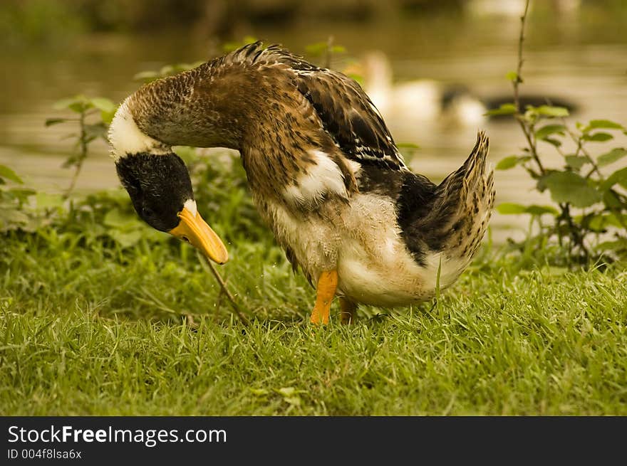 Brown duck two