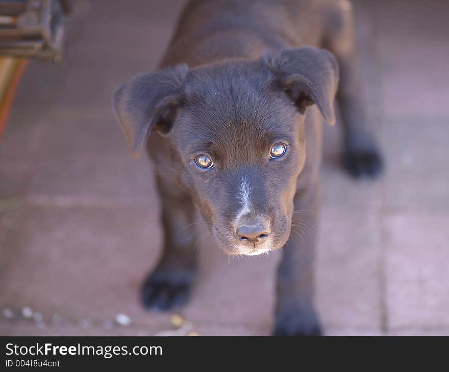 A puppy looking up towards the camera. So cute. Don't you just want to cuddle it?