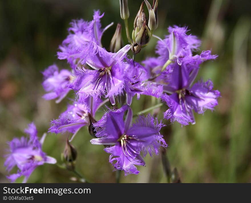 Image of an Australian native wild flower. Image of an Australian native wild flower