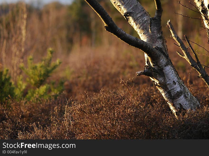 Silver Birch and Heather