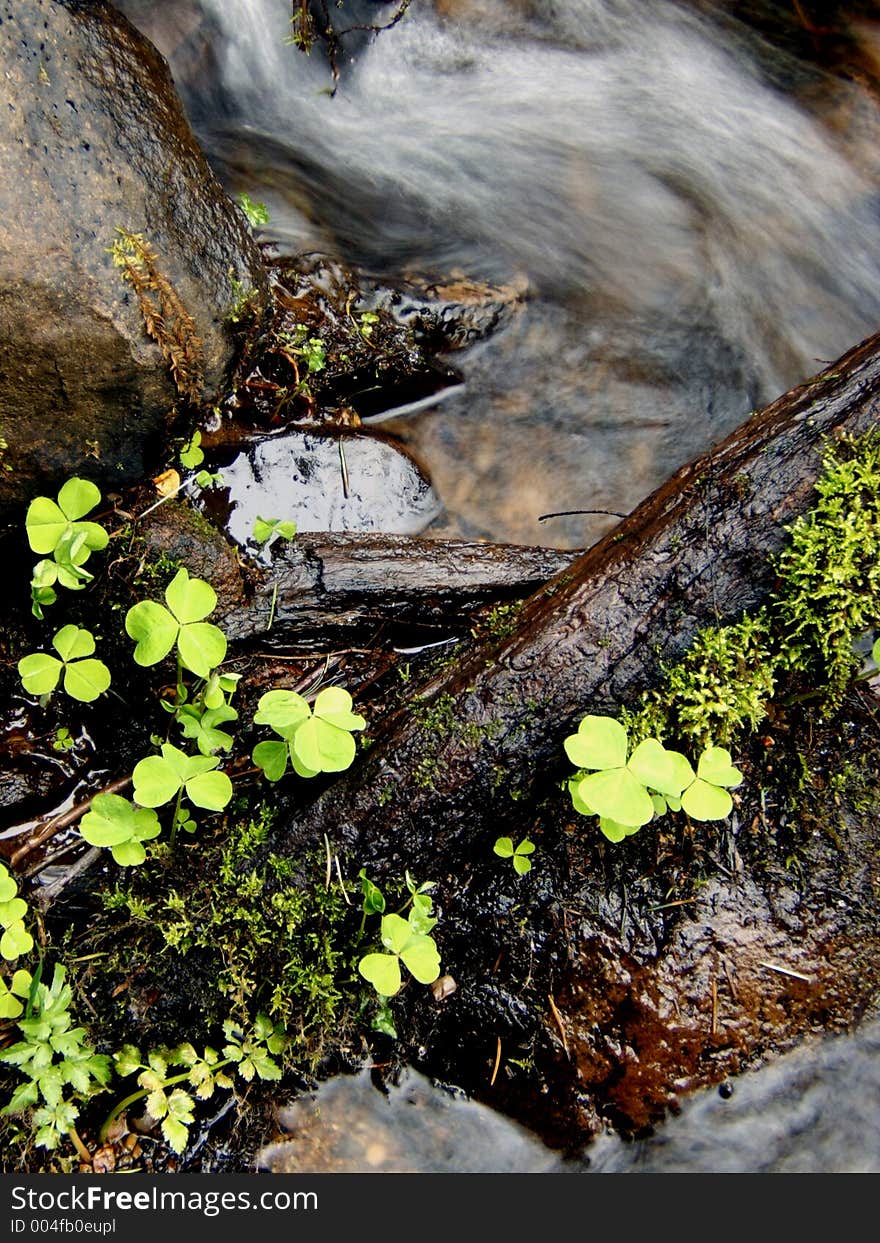 Clover water