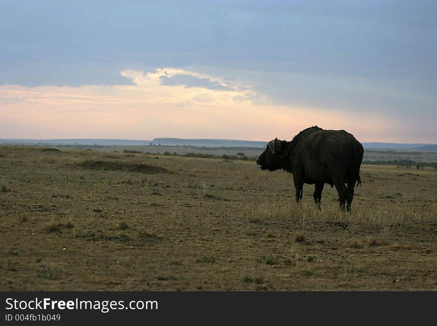 Buffalo walking into sunset