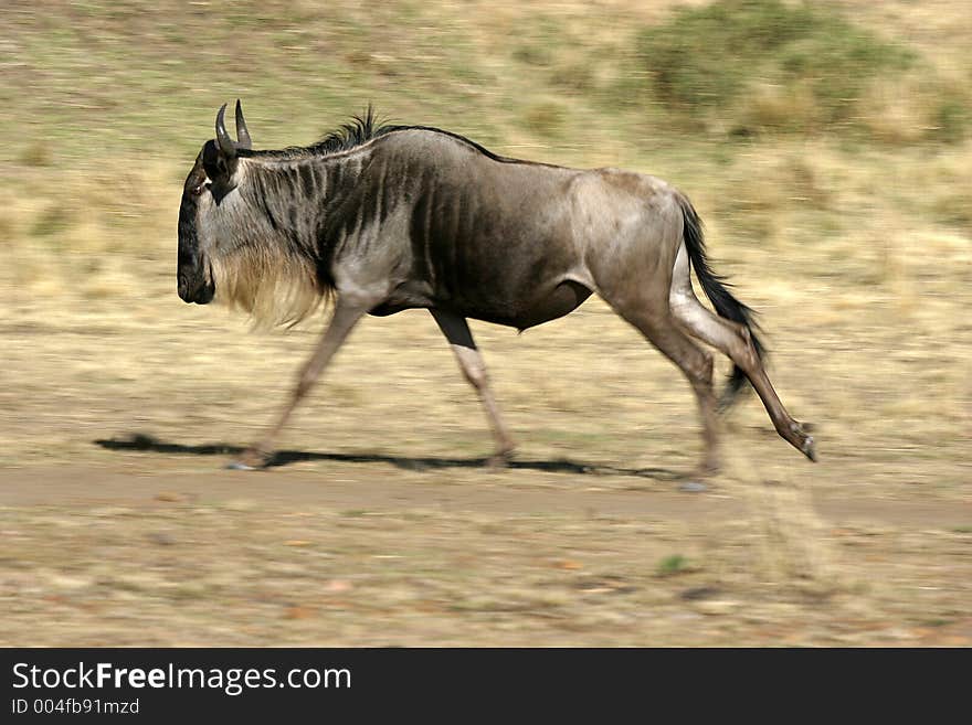 Wildebeest running