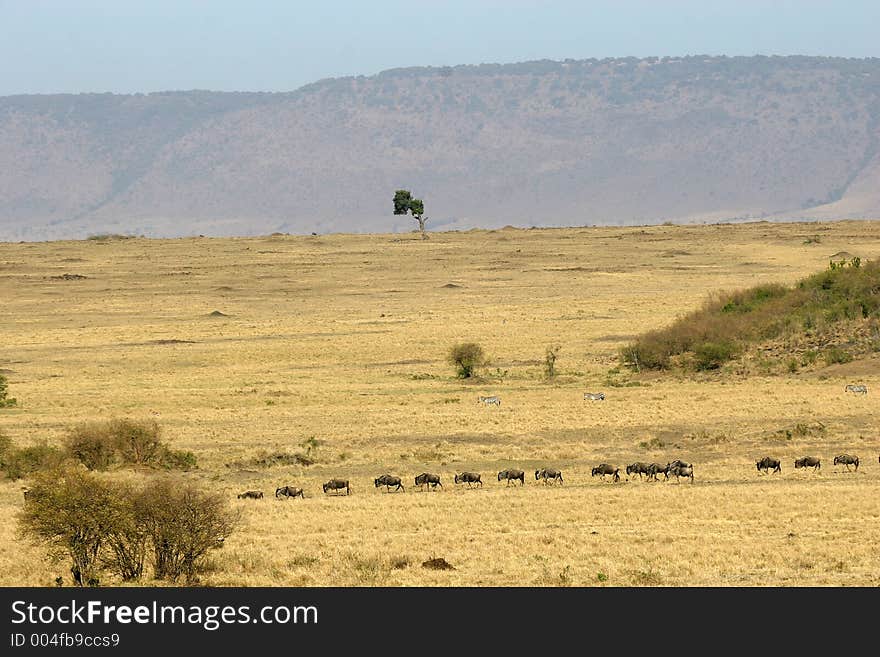 Wildebeest migration