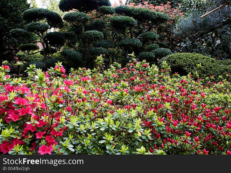 Japanese garden in early spring