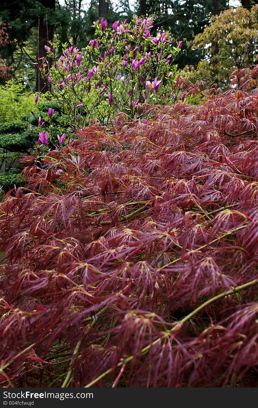 Japanese garden in early spring