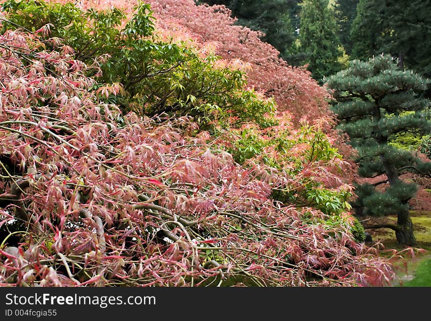 Japanese garden in early spring