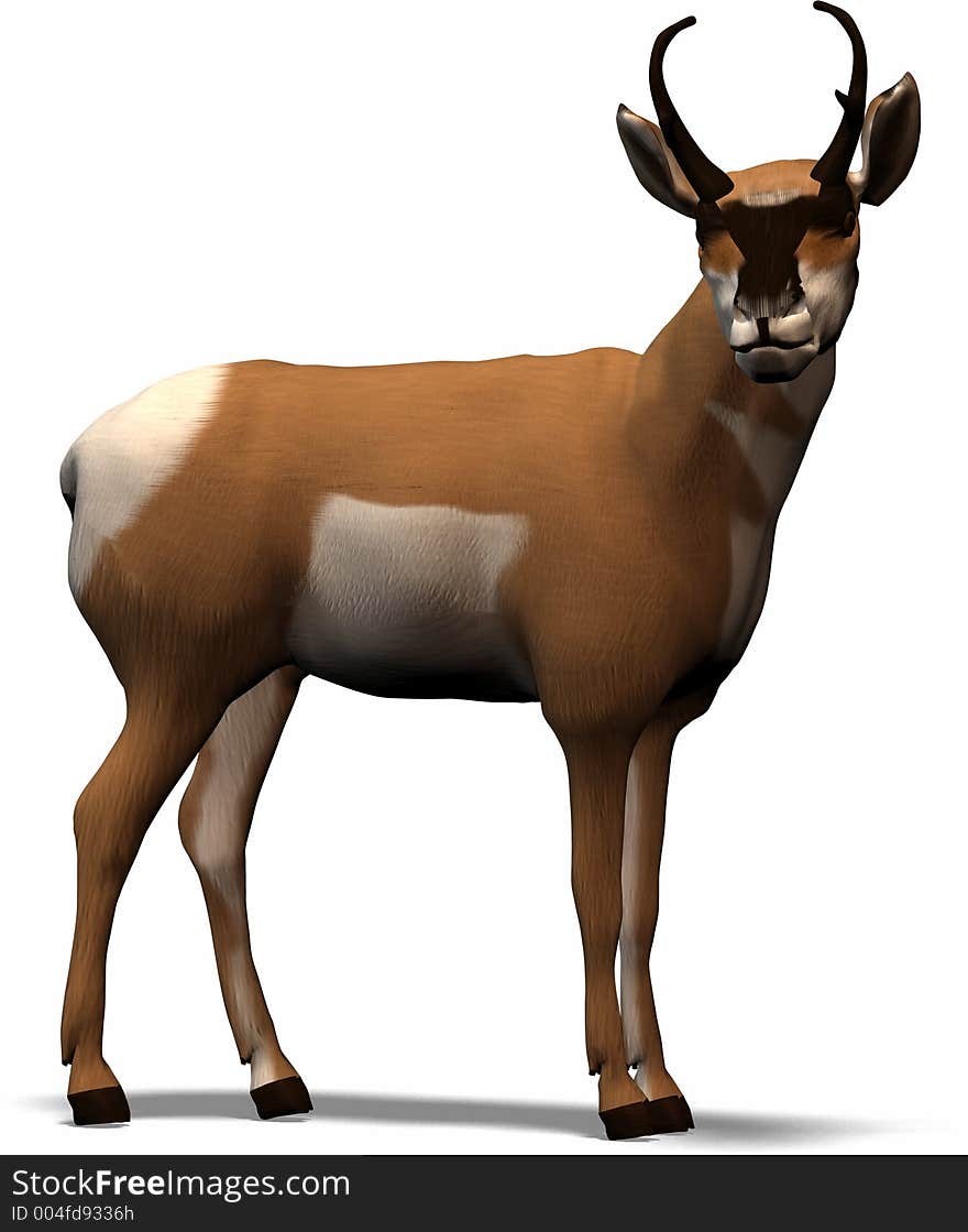 African Deer. African Deer