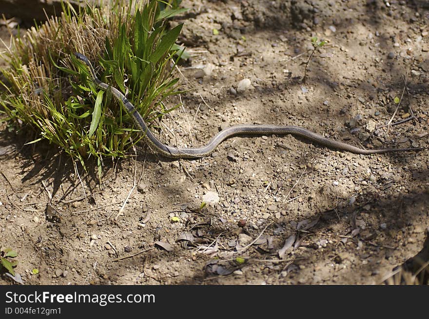 Garder Snake