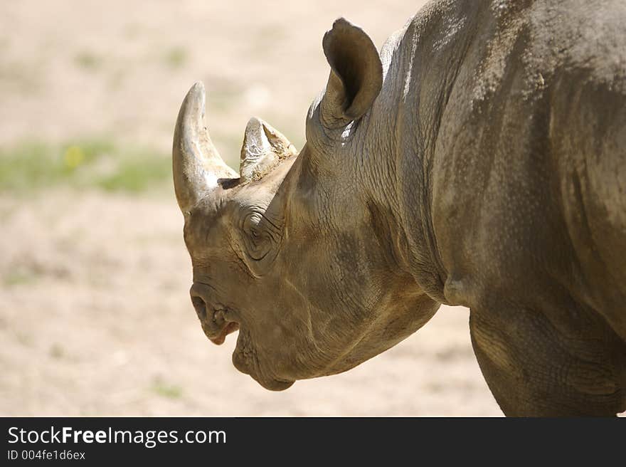 Rhinoceros Profile