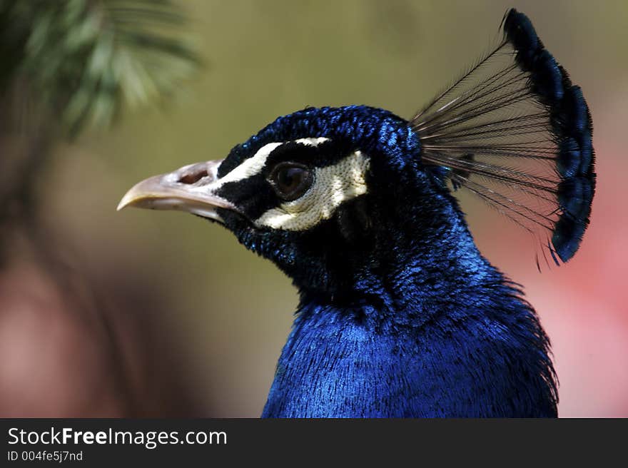 Peacock Close Up