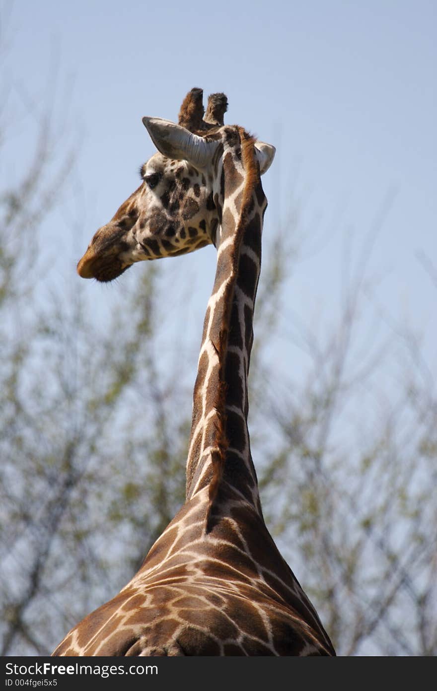 Giraffe Close Up