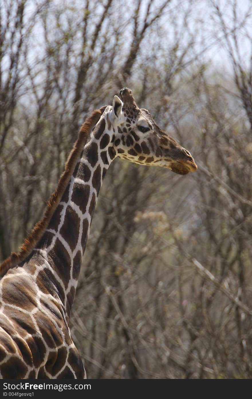 Giraffe Close Up