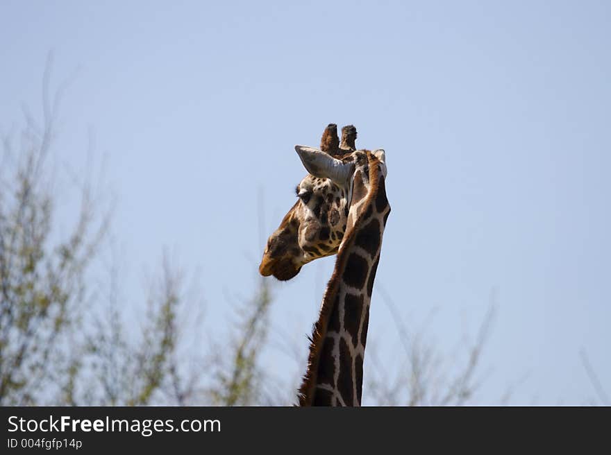 Giraffe Close Up