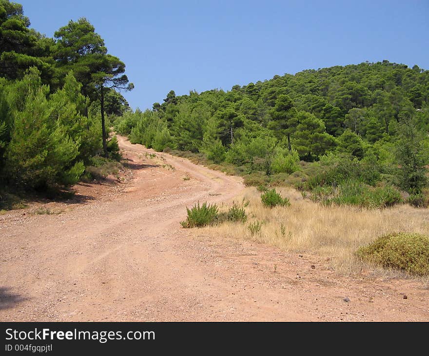 Pine forest